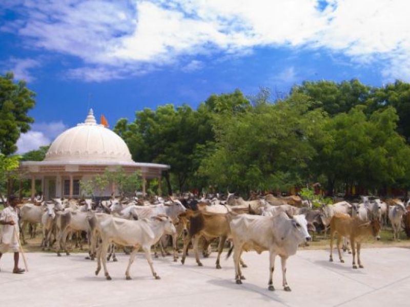 Om Shree Deveshwar Mahadev Gaushala